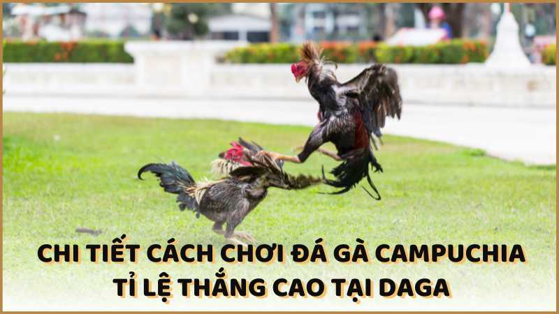 Chi tiết cách chơi đá gà Campuchia tỉ lệ thắng cao tại Daga