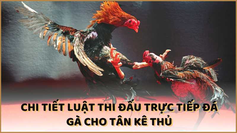 Chi tiết luật thi đấu trực tiếp đá gà cho tân kê thủ