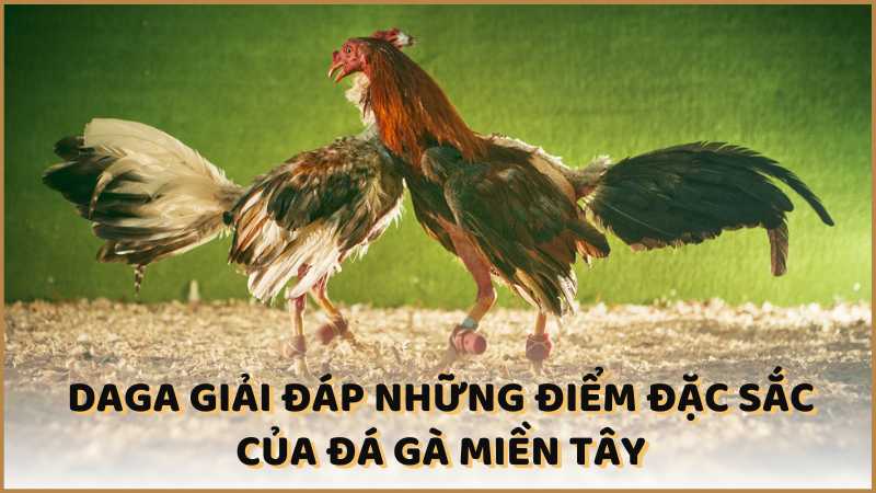 DAGA giải đáp những điểm đặc sắc của đá gà miền Tây