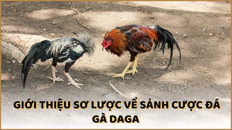 Giới thiệu sảnh cược đá gà DAGA 