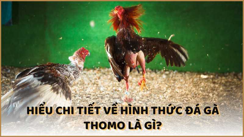 Hiểu chi tiết về hình thức đá gà Thomo là gì?