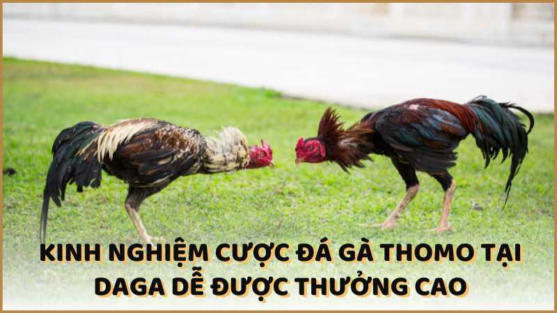 Kinh nghiệm cược đá gà Thomo tại DAGA dễ được thưởng cao