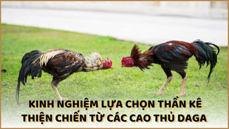 Kinh nghiệm lựa chọn thần kê thiện chiến từ các cao thủ DAGA 