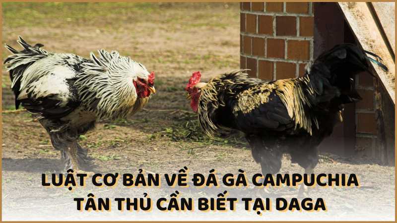 Luật cơ bản về đá gà Campuchia tân thủ cần biết tại Daga