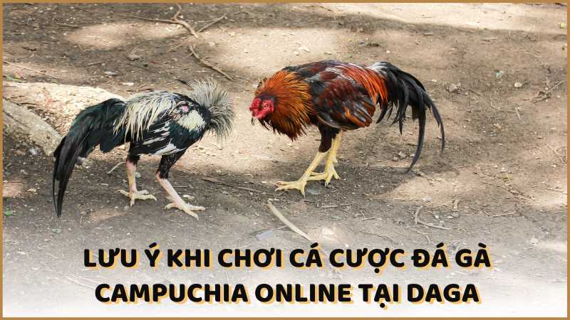 Lưu ý khi chơi cá cược đá gà Campuchia online tại Daga