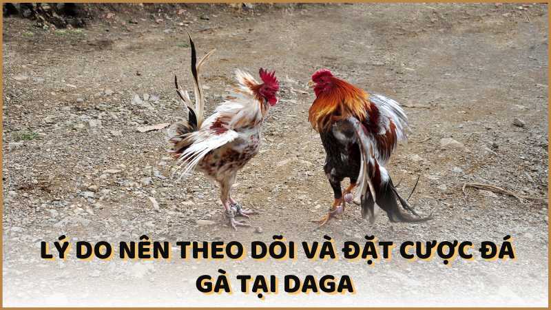 Lý do nên theo dõi và đặt cược đá gà tại DAGA 