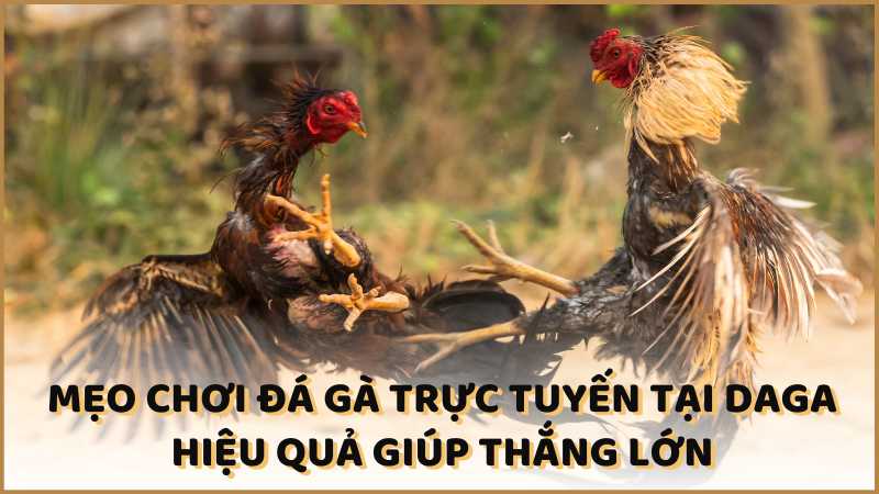 Mẹo chơi đá gà trực tuyến tại DAGA hiệu quả giúp thắng lớn