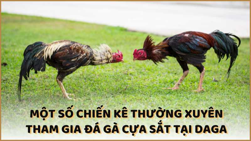 Một số chiến kê thường xuyên tham gia đá gà cựa sắt tại DAGA