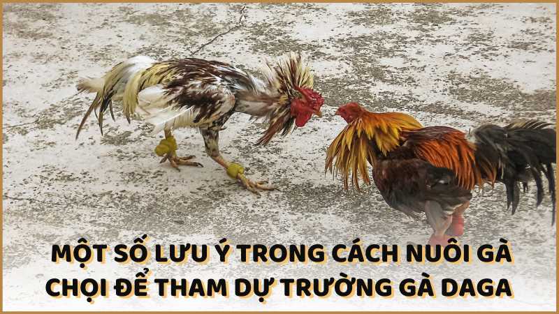 Một số lưu ý trong cách nuôi gà chọi để tham dự trường gà DAGA 