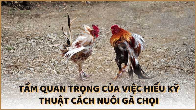 Tầm quan trọng của việc hiểu kỹ thuật cách nuôi gà chọi