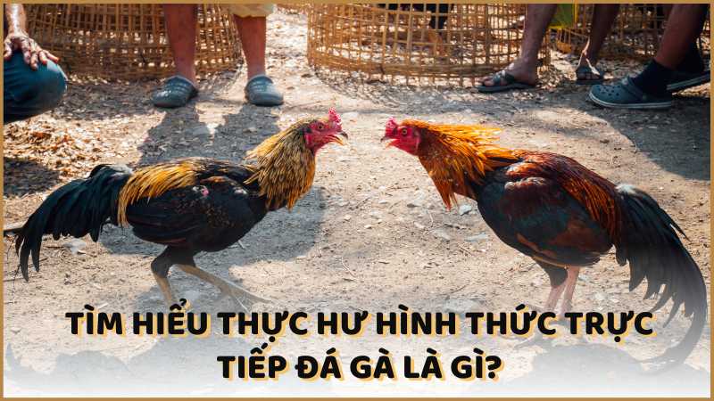 Hình thức trực tiếp đá gà là gì?